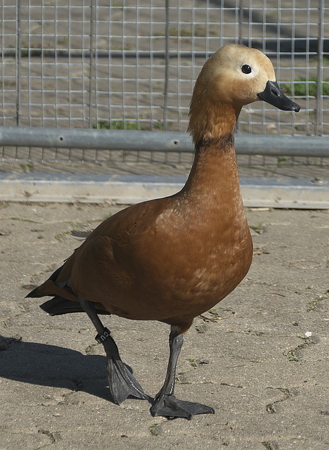 传渗透